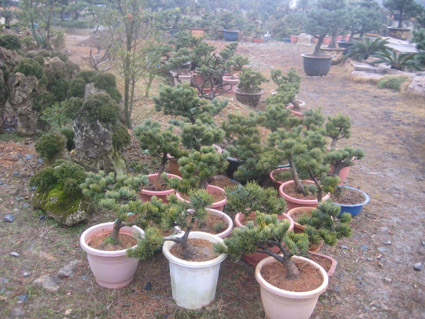 stdbs 032.jpg