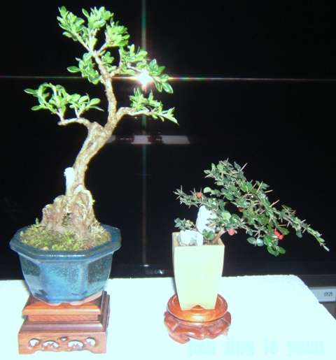 DSCF3990.JPG