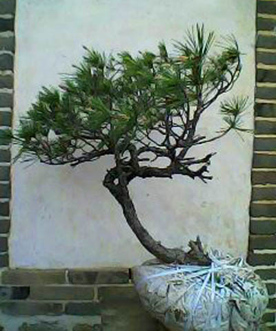 IMG0018A.jpg