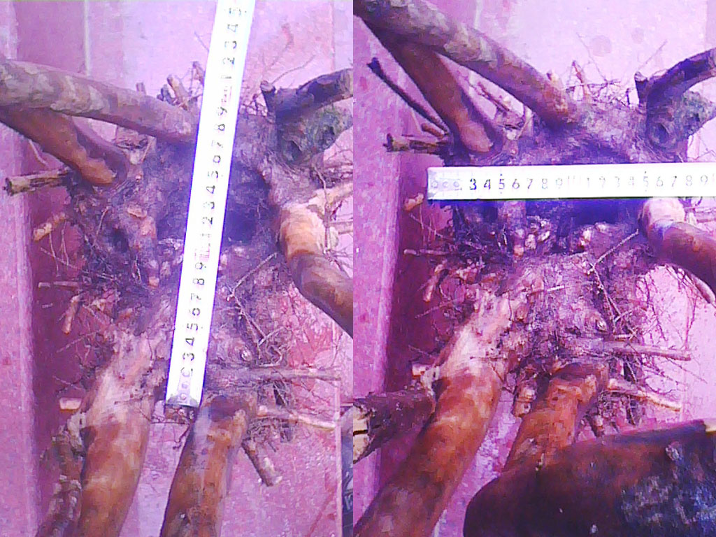 20120601.jpg