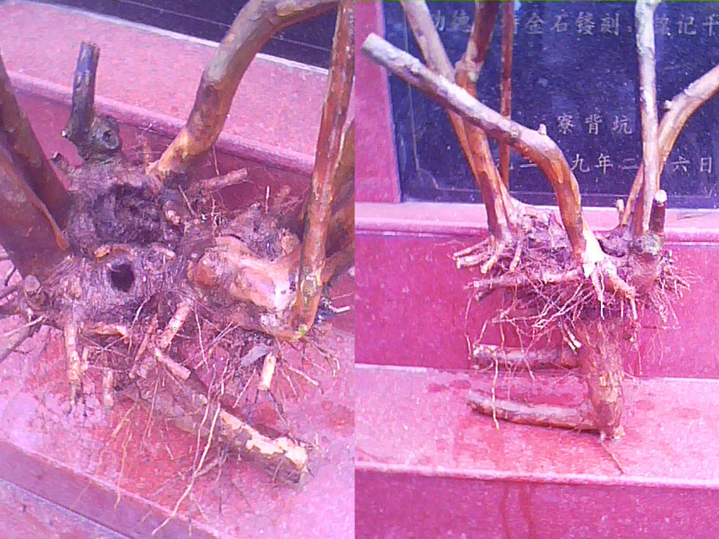 20120602.jpg