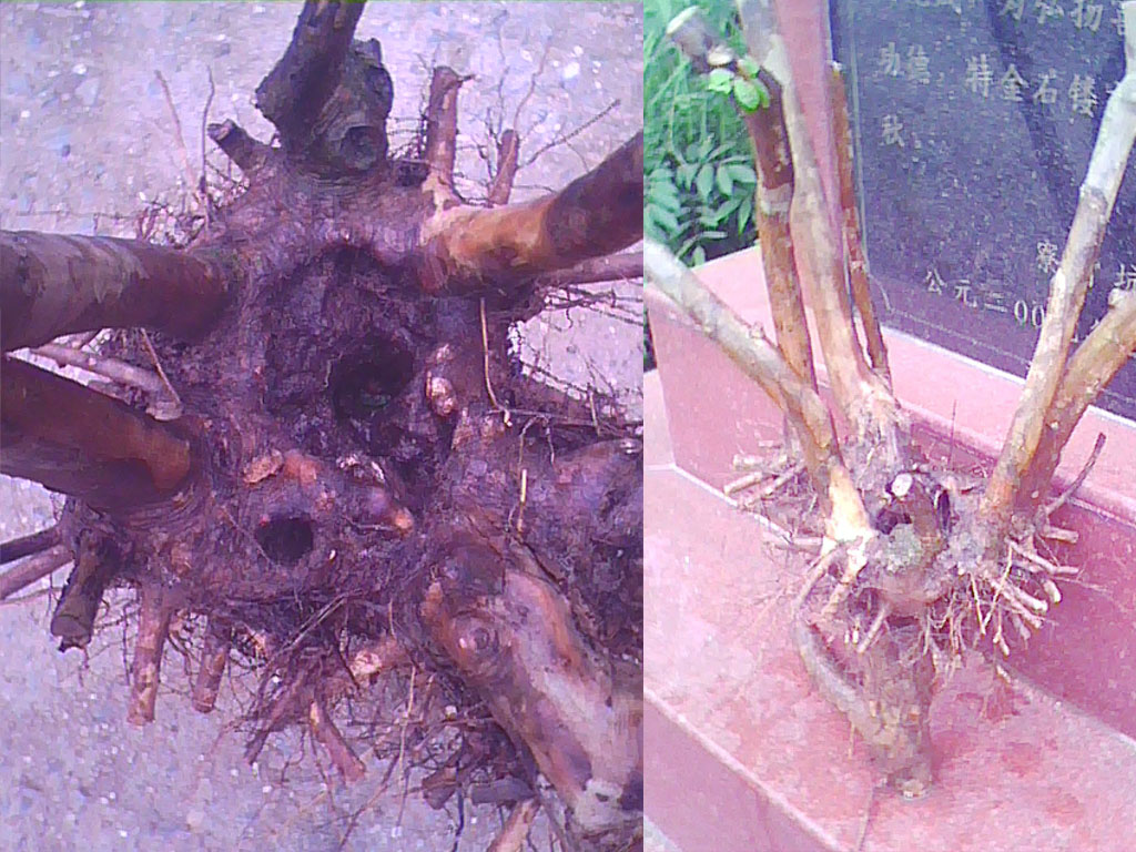 20120603.jpg