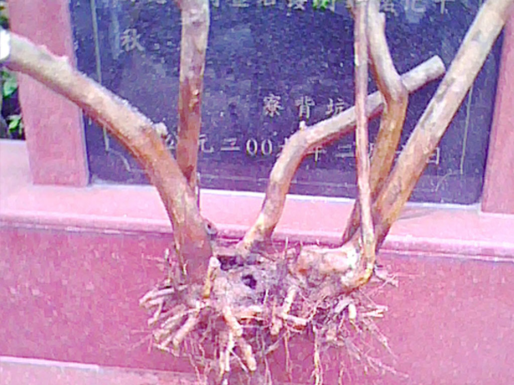 20120604.jpg