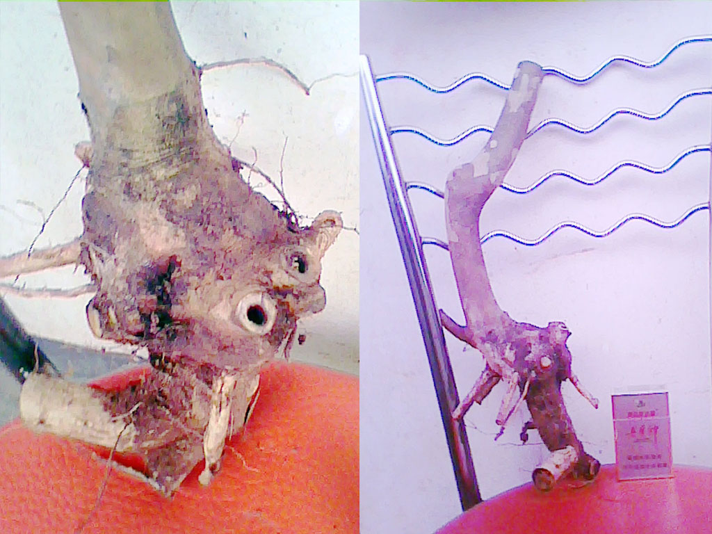20120605.jpg