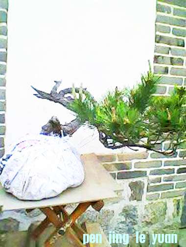 IMG0003B.jpg