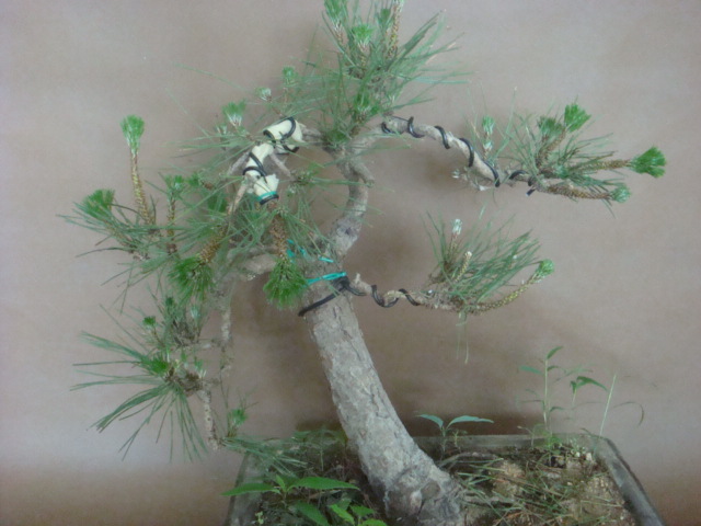 DSC02609.JPG