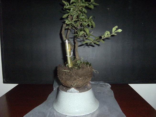 DSCF6525.JPG