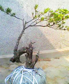 IMG0038A.jpg