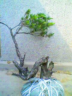 IMG0041A.jpg