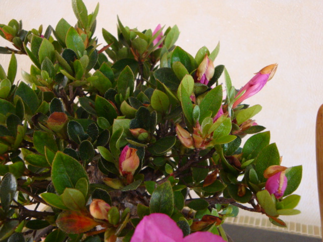 DSC09190.JPG