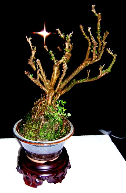 DSCF3903.JPG