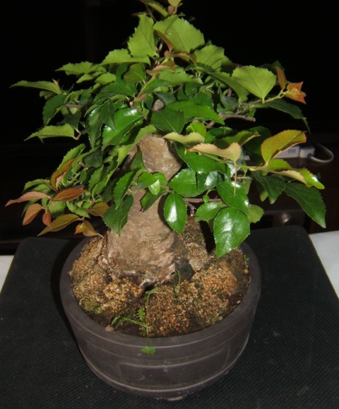 DSCF4107.JPG