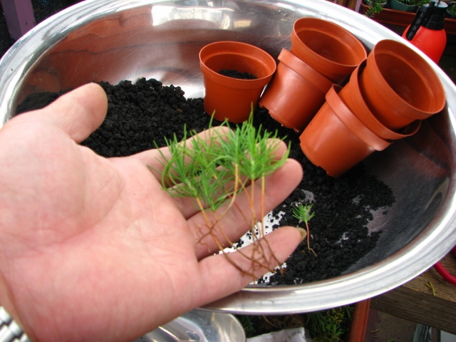 IMG_0222 (640x480).jpg