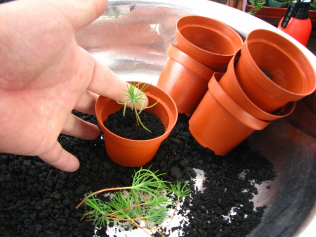 IMG_0224 (640x480).jpg