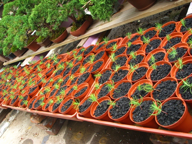 IMG_0225 (640x480).jpg