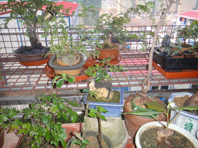 DSC01353.JPG