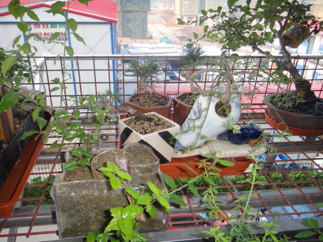 DSC01354.JPG