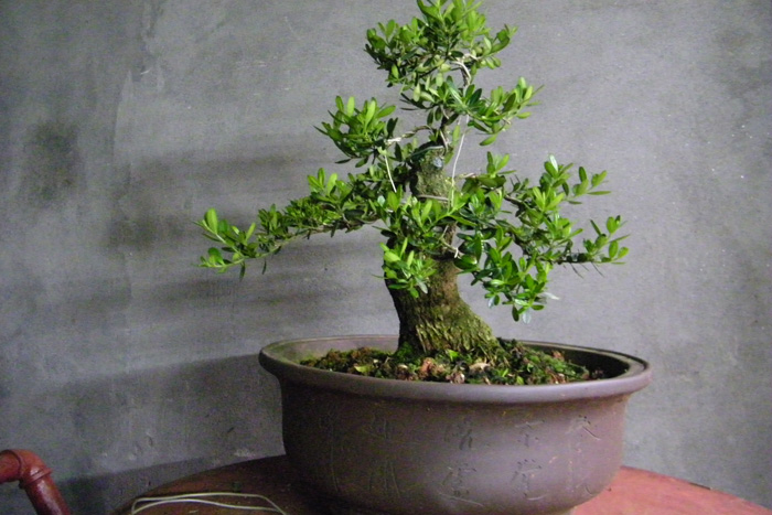 100_1802.jpg
