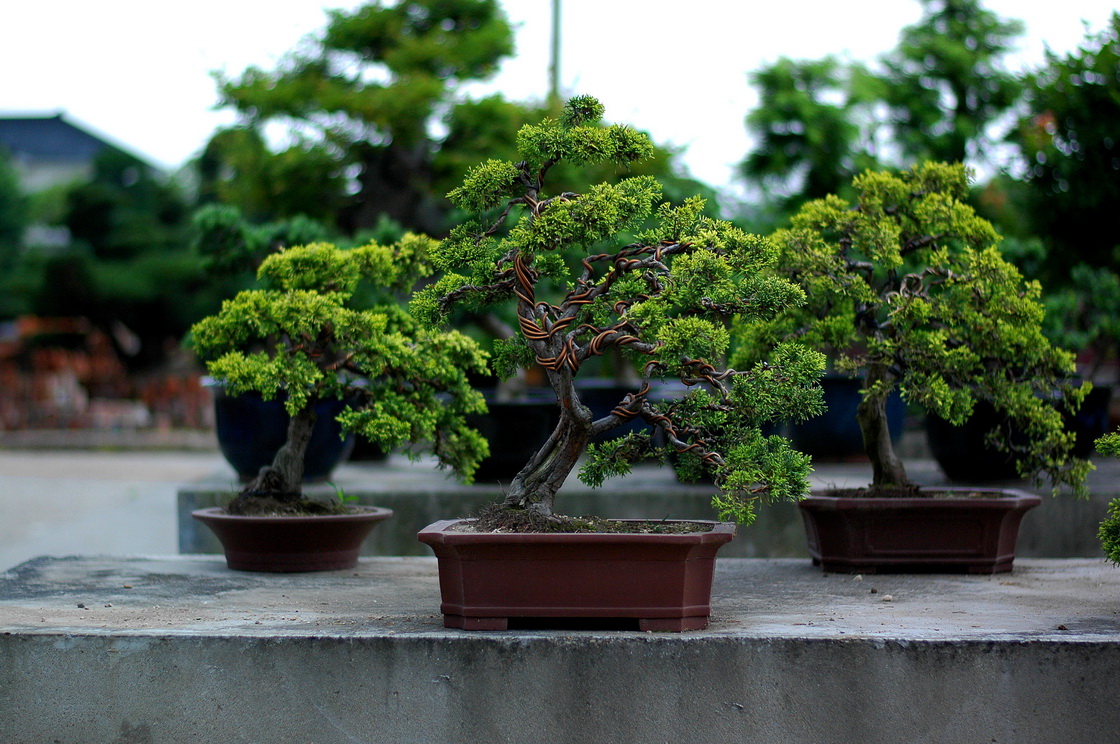 DSC_4253__С.jpg