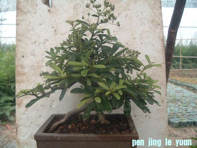 DSCF0808.JPG