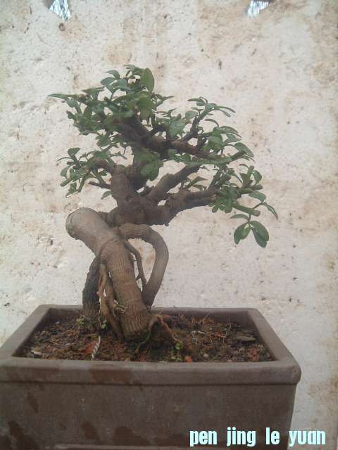 DSCF0796.JPG
