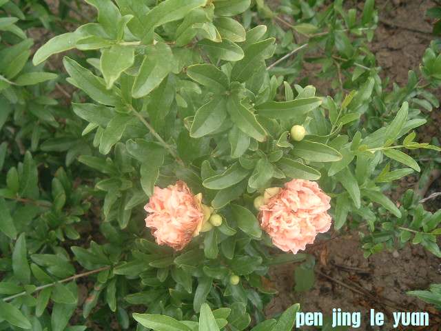 DSCF0820.JPG