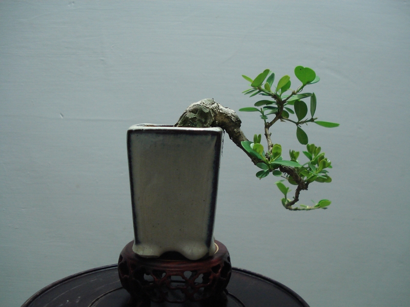 DSC06346.JPG