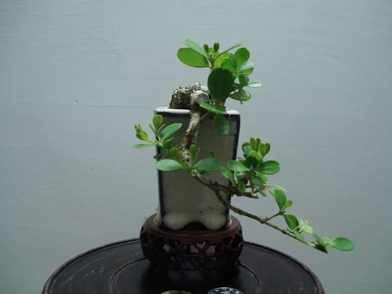 DSC06347.JPG