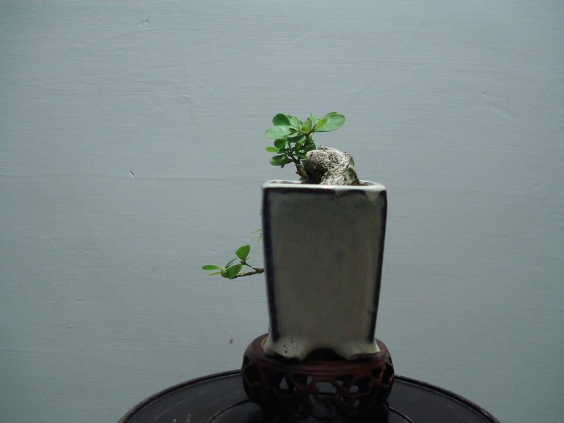 DSC06348.JPG