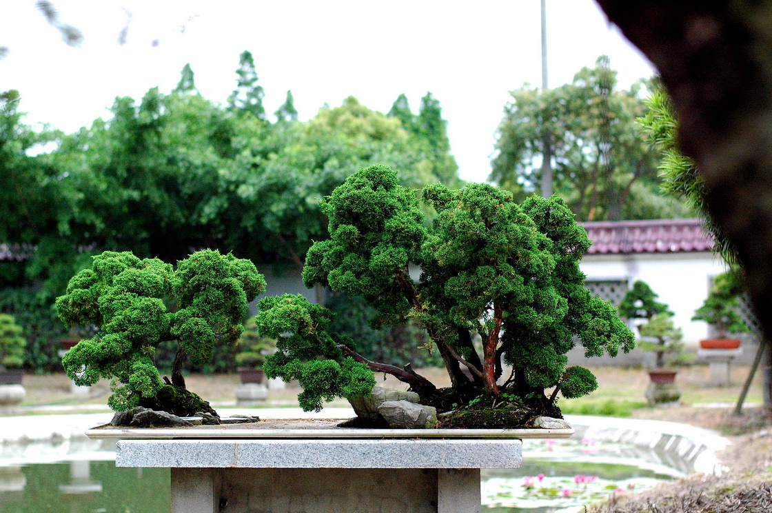 DSC_4401__С.jpg