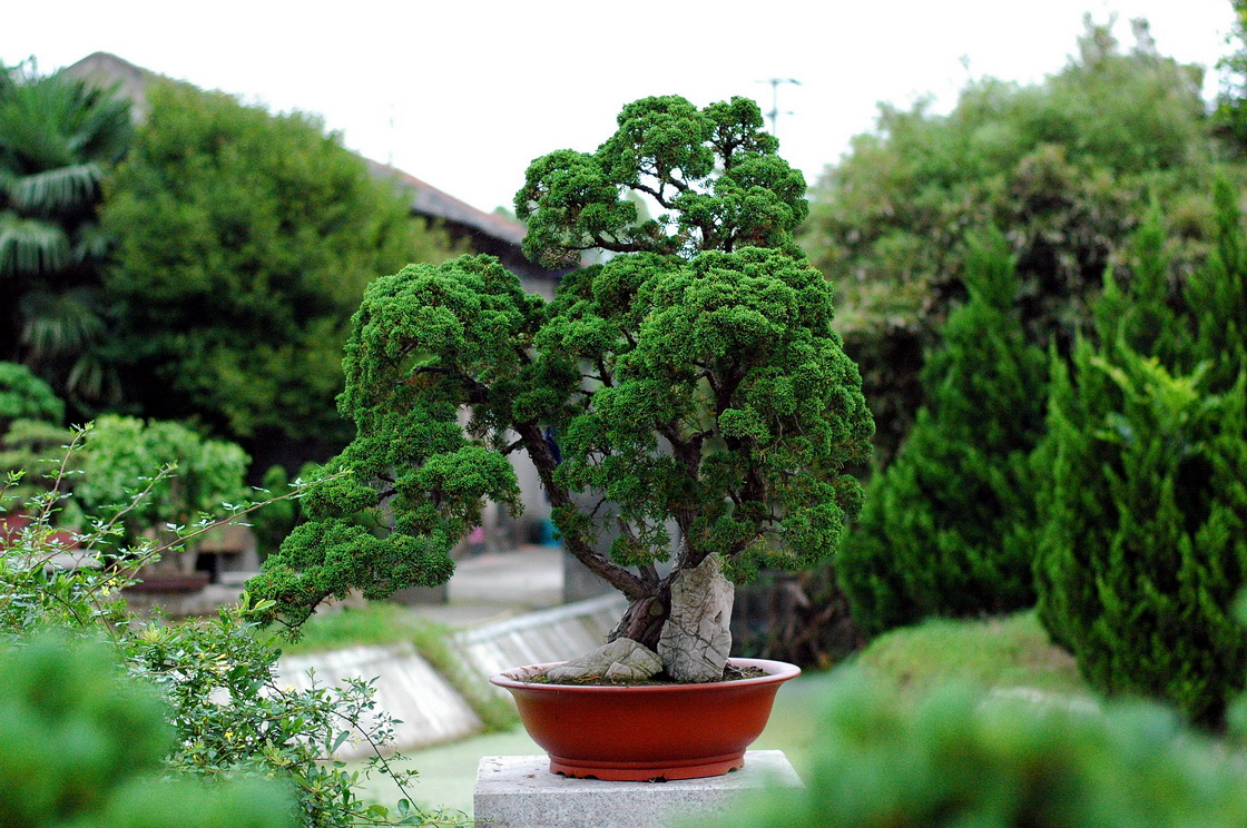 DSC_4365__С.jpg