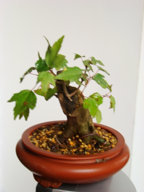 DSC07249.JPG