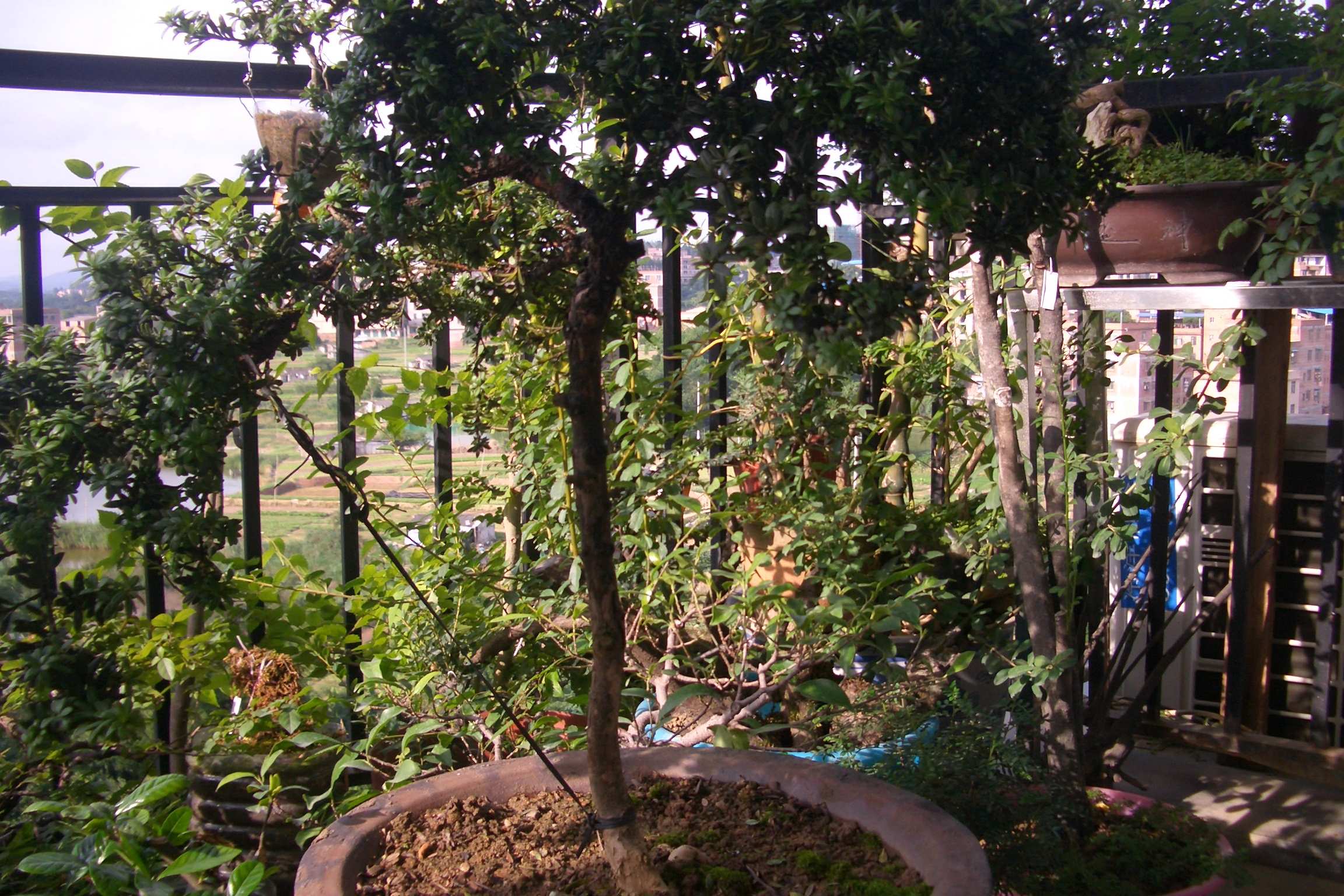 CIMG5049.JPG