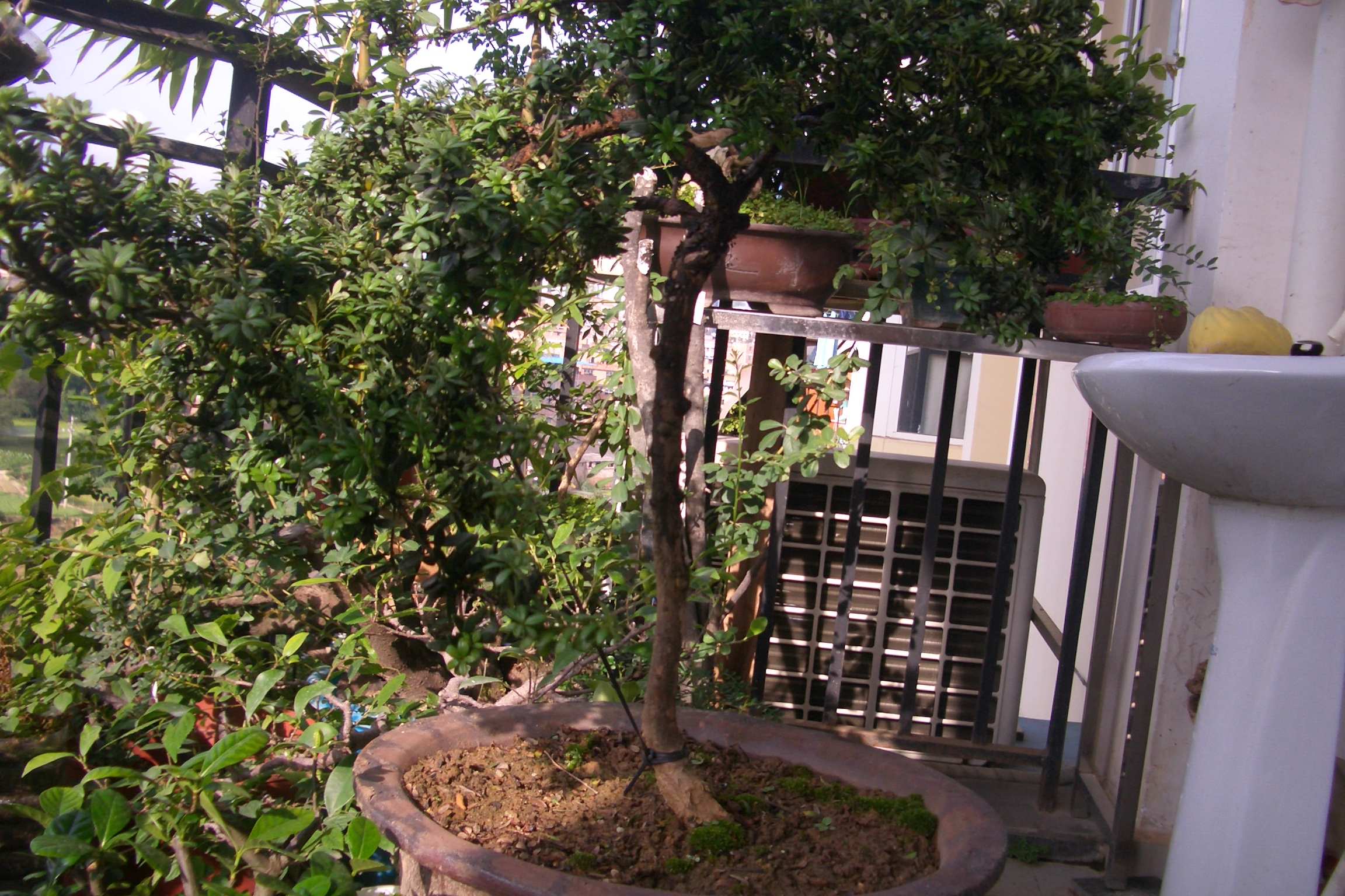 CIMG5050.JPG