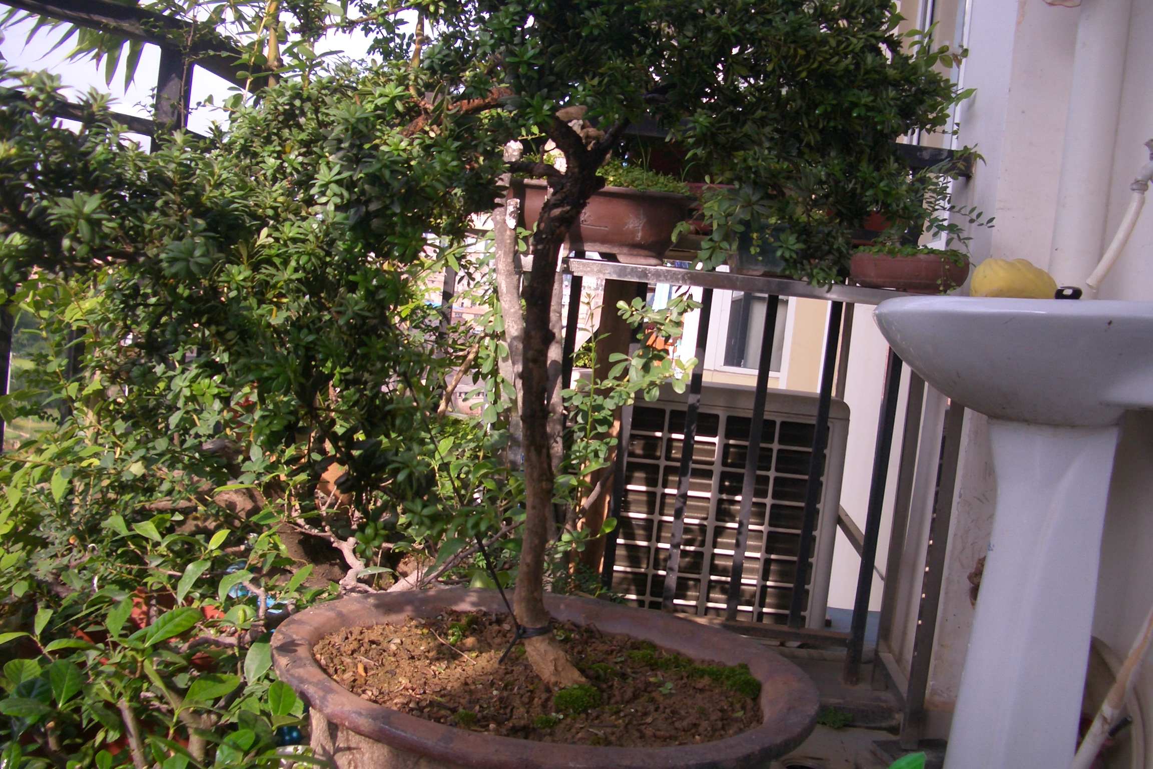 CIMG5051.JPG