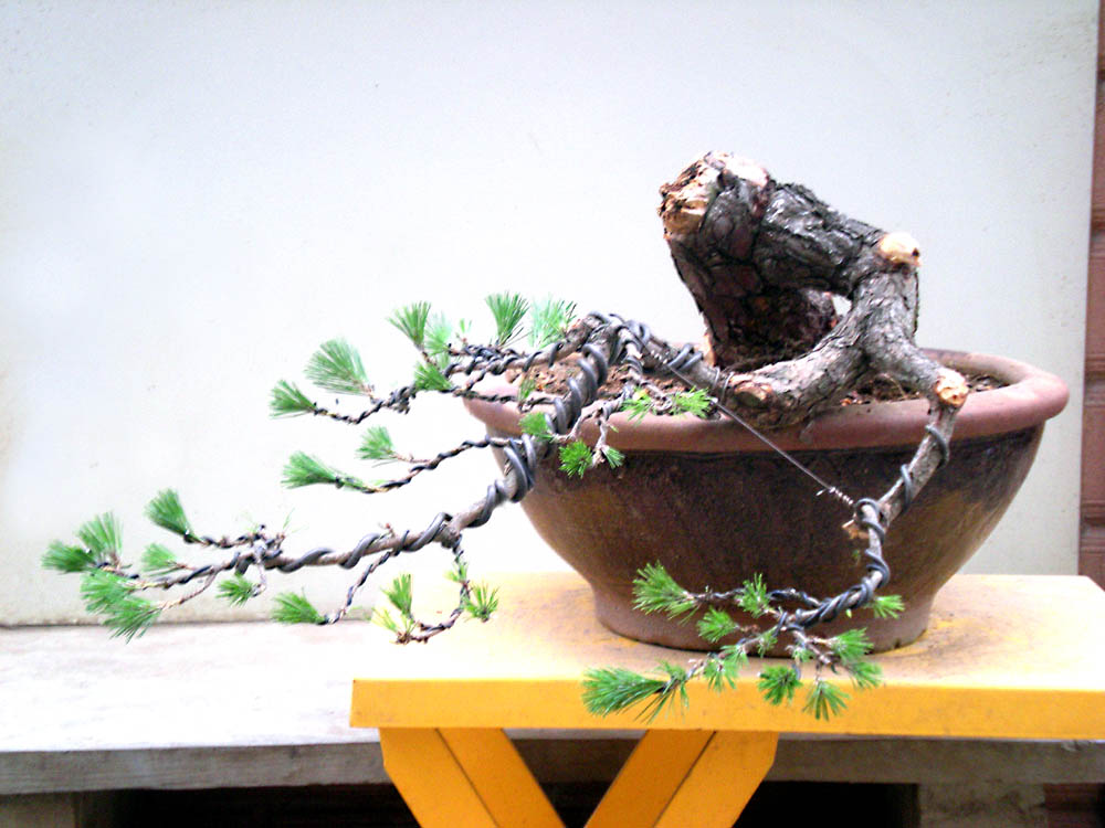 DSCN3977 .jpg