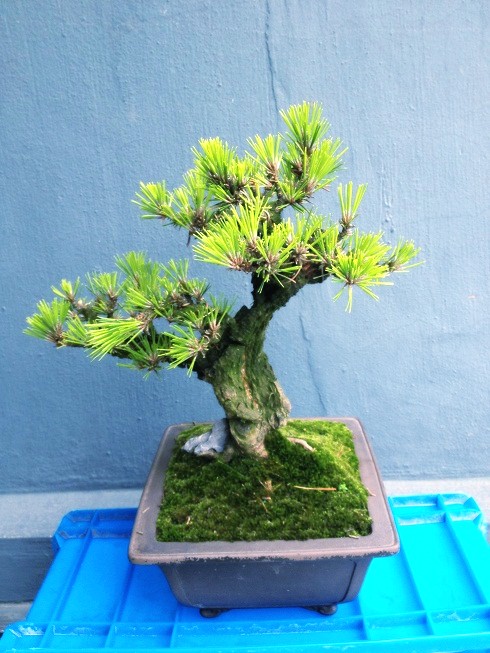 004_conew1.JPG