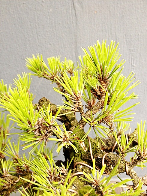 005_conew1.JPG