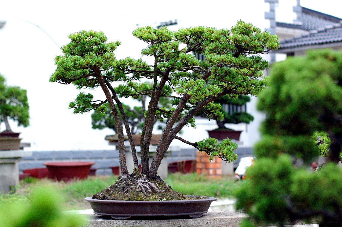 DSC_4386__С.jpg