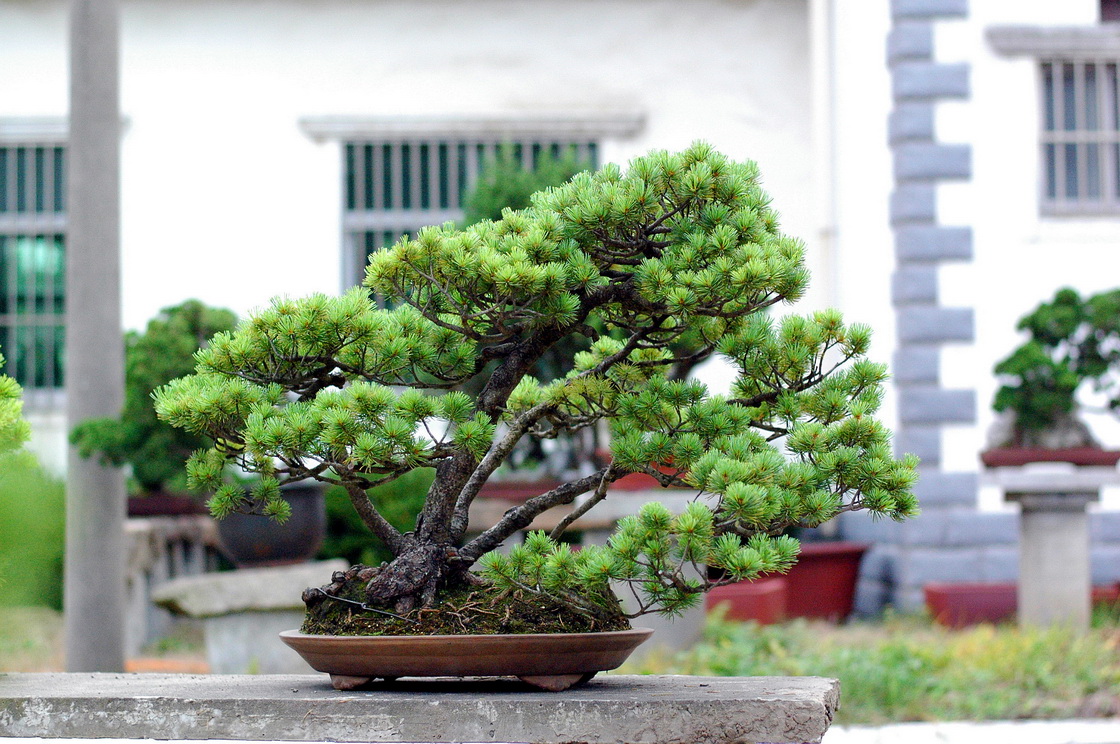 DSC_4383__С.jpg