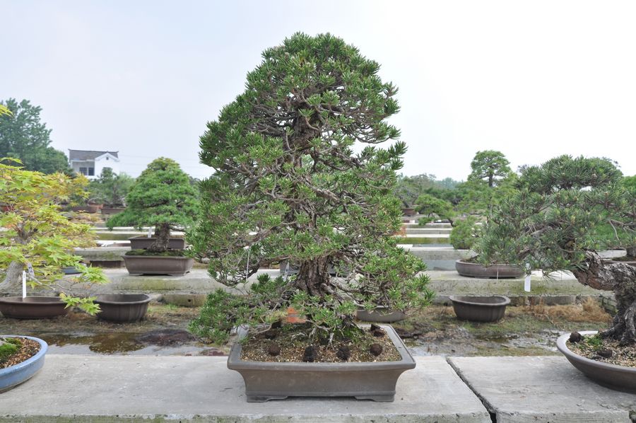 Ƭ 099.jpg