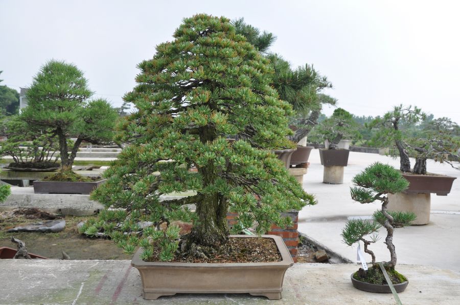 Ƭ 092.jpg