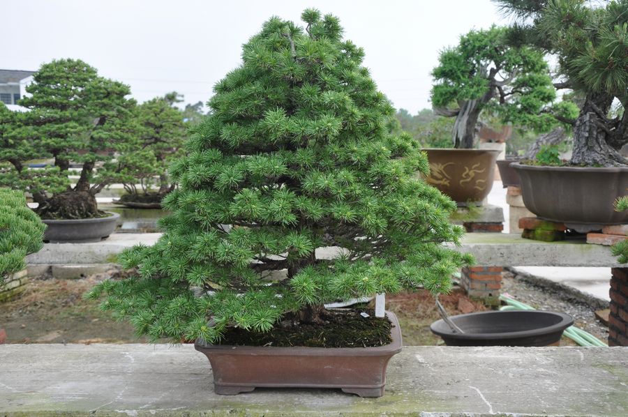Ƭ 093.jpg