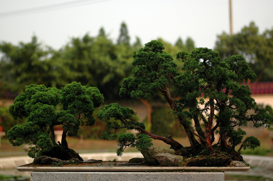 DSC_4649__С.jpg