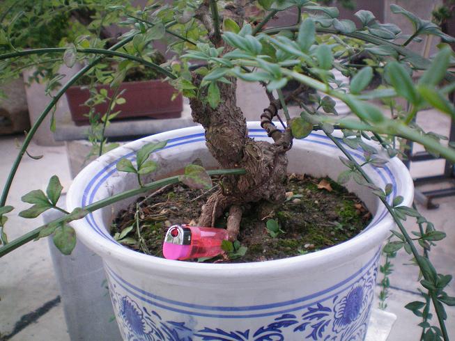 100_0212.JPG