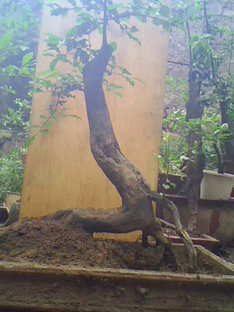 IMG1133A.jpg