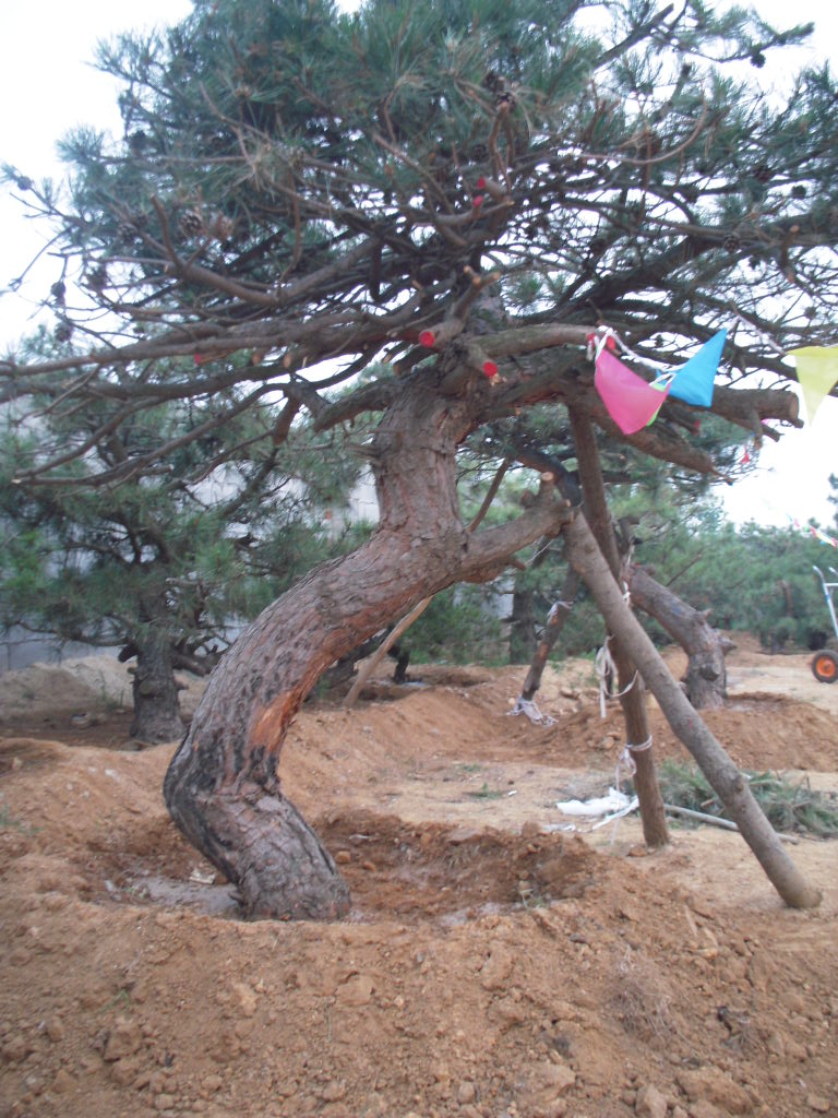 DSCN2471.JPG