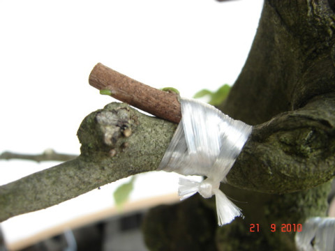 010.jpg