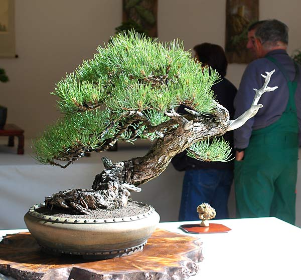 Dsc_2313v.jpg