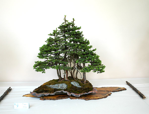 Dsc_2339v.jpg